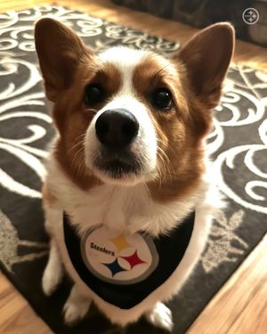 Image post by @steelers_nation_unite on Instagram