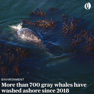 Image post by @theoregonian on Instagram