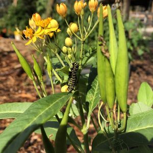Image post by @kidsgardening on Instagram
