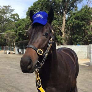Image post by @australianturfclub on Instagram