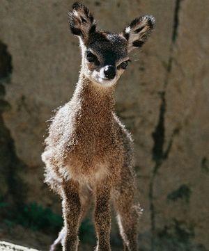 Image post by @animalplanet on Instagram