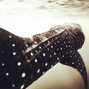 Image post by @discovery on Instagram