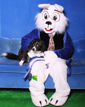 Image post by @tux_the_blue_pomsky on Instagram