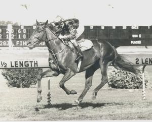 Image post by @australianturfclub on Instagram