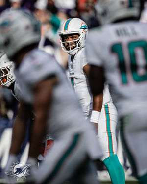 Image post by @dolphins_esp on Instagram