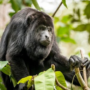 Image post by @animalplanet on Instagram