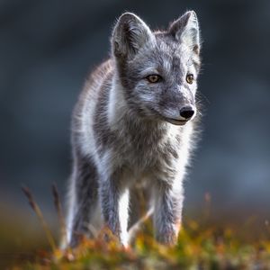 Image post by @animalplanet on Instagram