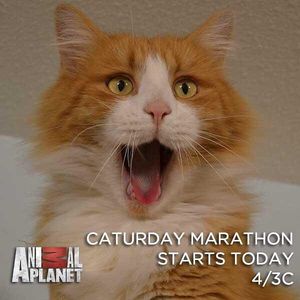 Image post by @animalplanet on Instagram