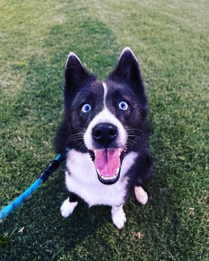 Image post by @tux_the_blue_pomsky on Instagram
