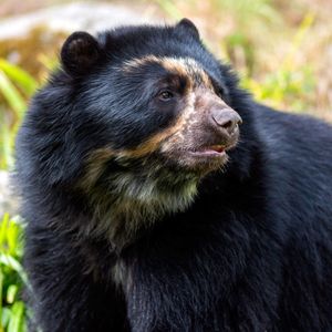 Image post by @animalplanet on Instagram