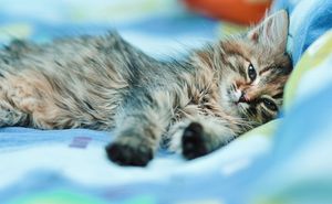 Image post by @evolvepetfood on Instagram