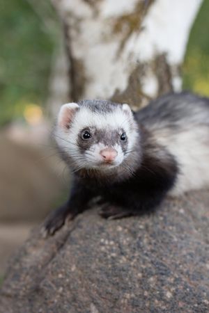 Image post by @AnimalPlanet on Twitter