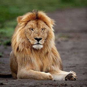 Image post by @lions on Instagram