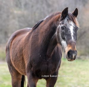 Image post by @thoroughbred_daily_news on Instagram