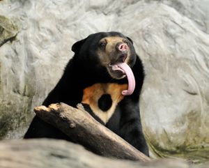 Image post by @AnimalPlanet on Twitter