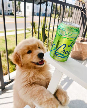 Image post by @lacroixwater on Instagram