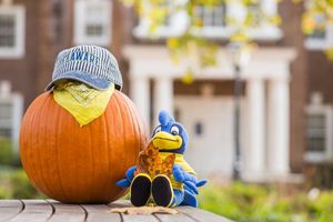 Image post by @udbluehens on Instagram