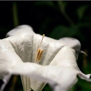Image post by @lotuswei on Instagram