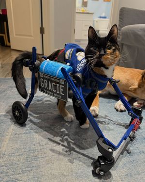 Image post by @walkinpets on Instagram