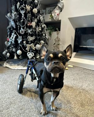 Image post by @walkinpets on Instagram