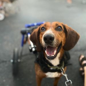 Image post by @walkinpets on Instagram