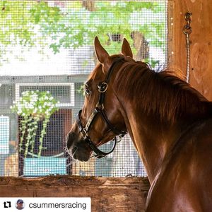 Image post by @thebloodhorse on Instagram