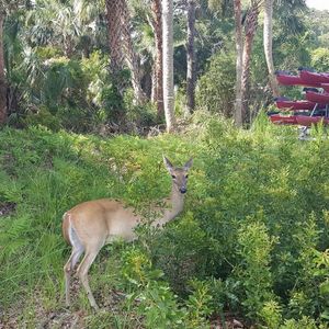 Image post by @kiawahresort on Instagram