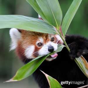 Image post by @gettyimages on Instagram