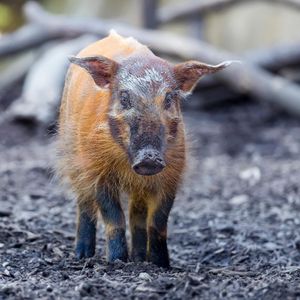 Image post by @animalplanet on Instagram