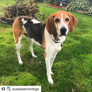 Image post by @laraleatrump on Instagram