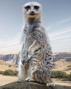 Image post by @gettyimages on Instagram