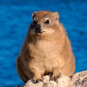 Image post by @animalplanet on Instagram