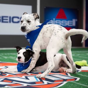 Image post by @animalplanet on Instagram