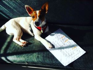Image post by @snaffle_it on Instagram