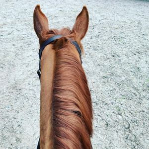Image post by @snaffle_it on Instagram