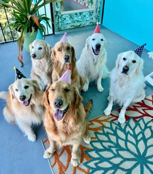 Image post by @thegoldenratio4 on Instagram