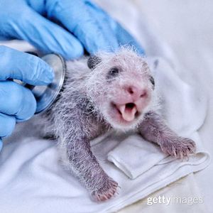 Image post by @gettyimages on Instagram
