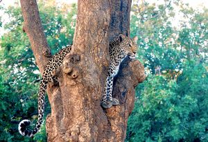 Image post by @chiawasafaris on Instagram