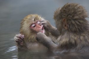 Image post by @AnimalPlanet on Twitter