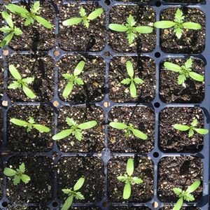 Image post by @kidsgardening on Instagram