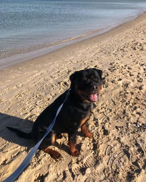Image post by @bestforpetsmelb on Instagram