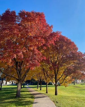 Image post by @cougmedia on Instagram