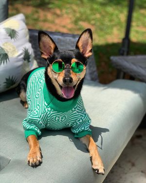Image post by @pickles_houdini on Instagram