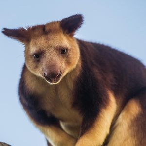 Image post by @animalplanet on Instagram