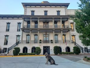 Image post by @thesavannahwolfhound on Instagram