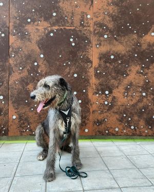 Image post by @thesavannahwolfhound on Instagram