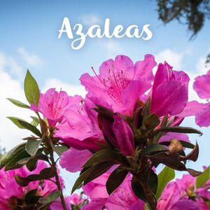 Image post by @shopbachmans on Instagram