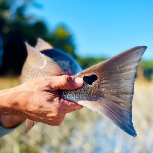 Image post by @toadfishoutfitters on Instagram