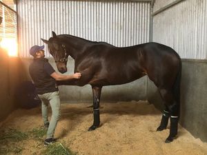 Image post by @australianturfclub on Instagram