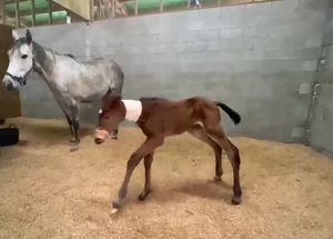 Image post by @NZHorseAmbulanceTrust on Facebook